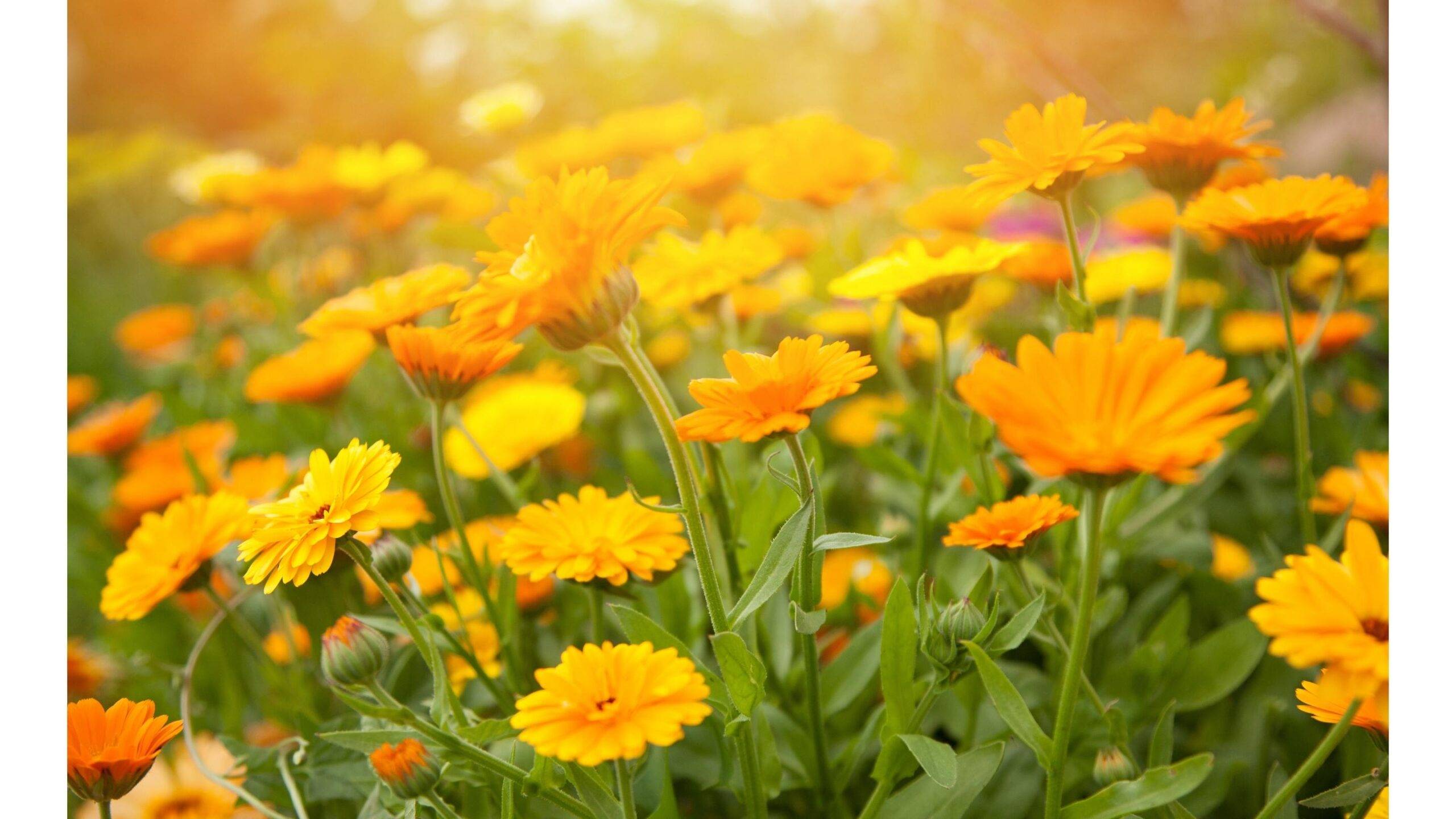 Campo de flores de caléndula